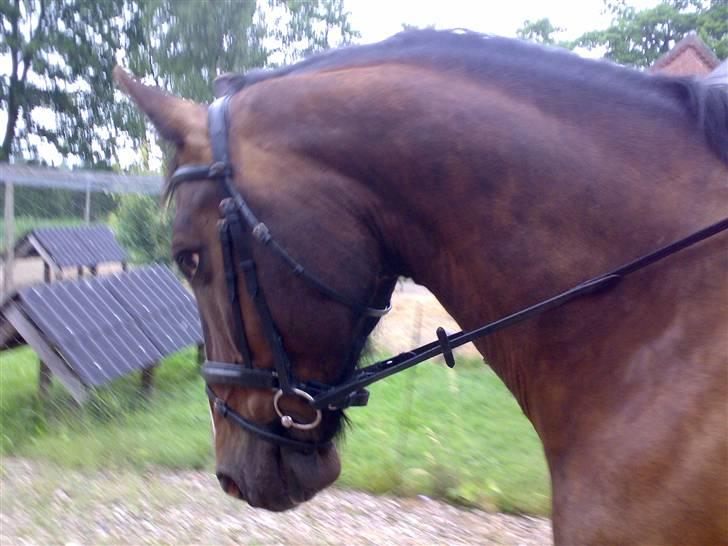 Oldenborg Tarzan Anholm billede 10