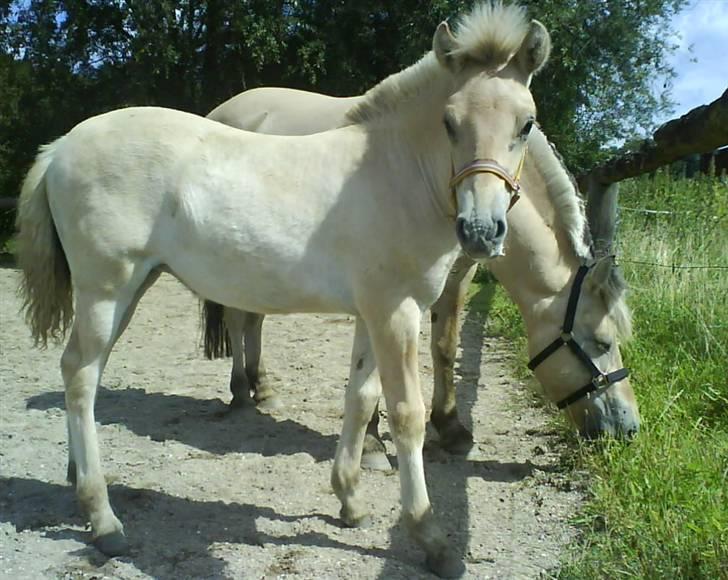 Fjordhest Freja (SOLGT) billede 15