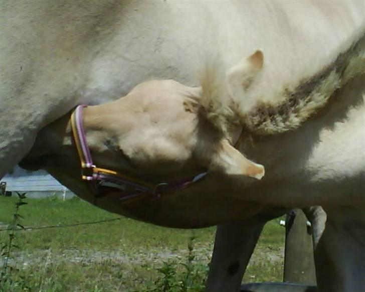 Fjordhest Freja (SOLGT) billede 16