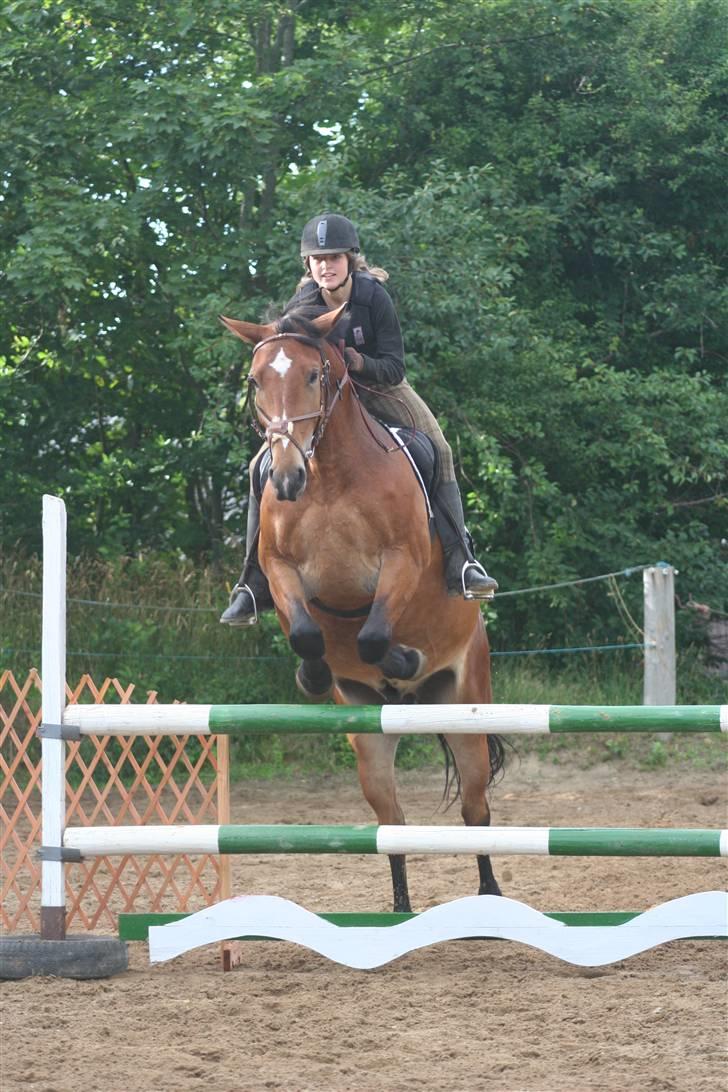 Anden særlig race Valentin af Rosenholm  - Hopla :D Foto: Sabine billede 6