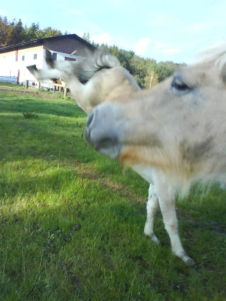 Fjordhest Freja (SOLGT) billede 17