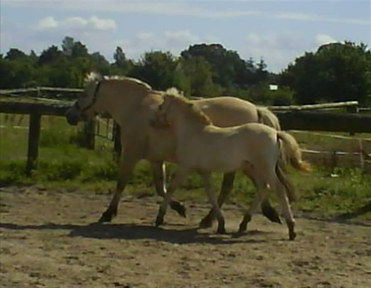 Fjordhest Freja (SOLGT) billede 18