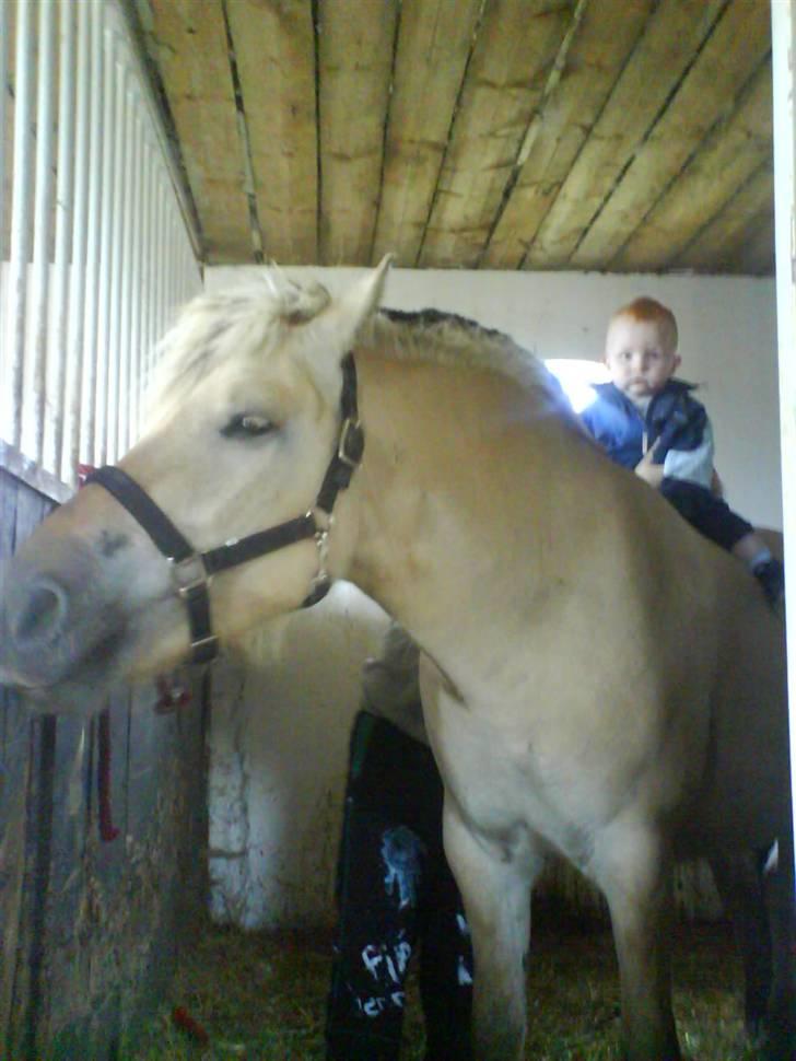 Fjordhest Ågerupgårds Kikki (SOLGT) billede 15