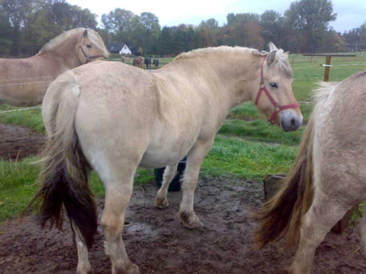 Fjordhest Ågerupgårds Kikki (SOLGT) billede 16