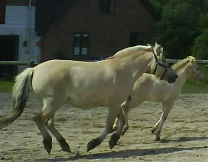 Fjordhest Ågerupgårds Kikki (SOLGT) billede 18