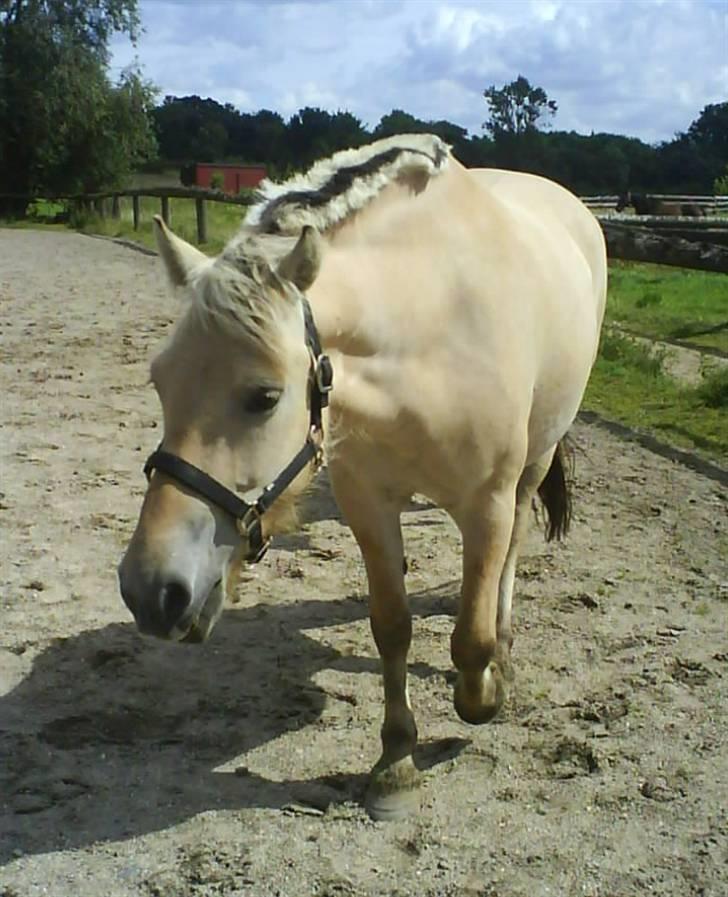 Fjordhest Ågerupgårds Kikki (SOLGT) billede 19