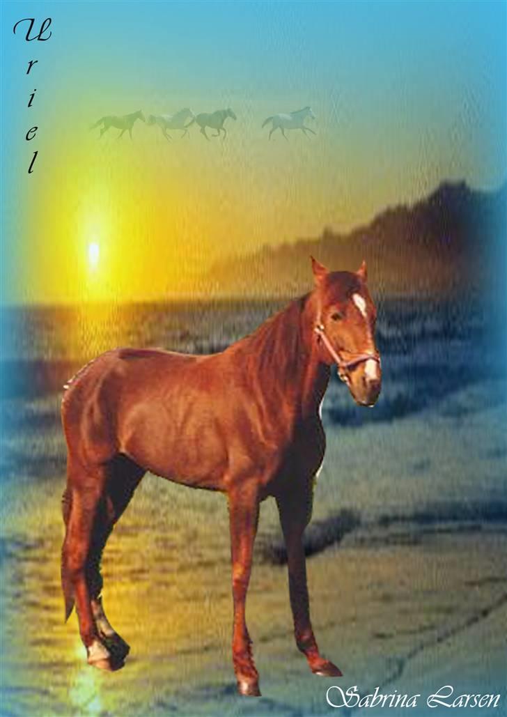 Traver Uriel(R.I.P) - Hvem var det der lavede dette billed skriv venligst så dit navn kommer på billede 19