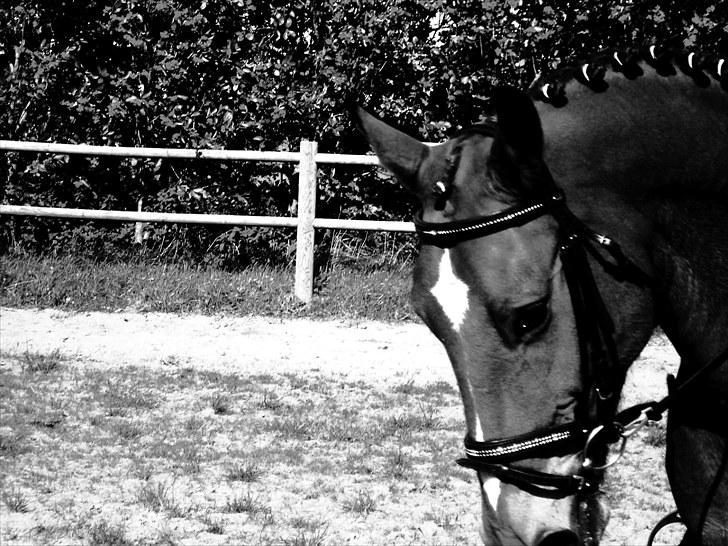 Anden særlig race Valentin af Rosenholm  -  sommer 2009 billede 7