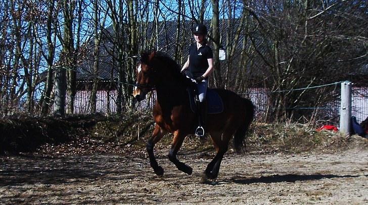 Anden særlig race Valentin af Rosenholm  - 10. april 2010 - billede 8