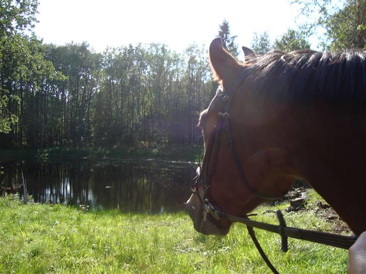 Anden særlig race Valentin af Rosenholm  - Skovtur foto: Mig billede 9