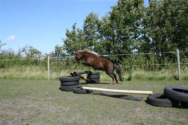 Shetlænder Buster - Wee, spring hesten buster!  billede 8