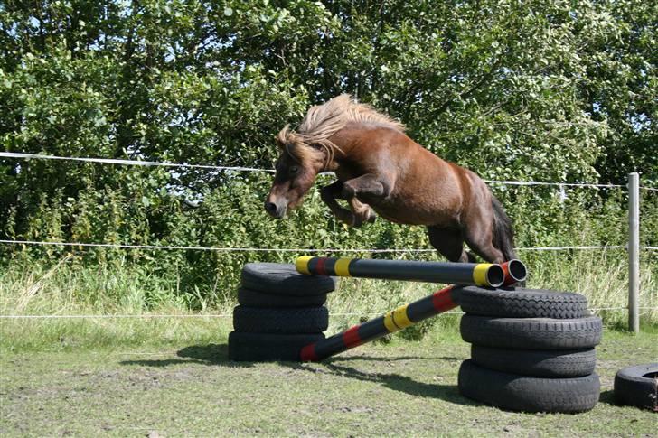 Shetlænder Buster - Man er vel en blære røv???!! xD haha.  billede 10