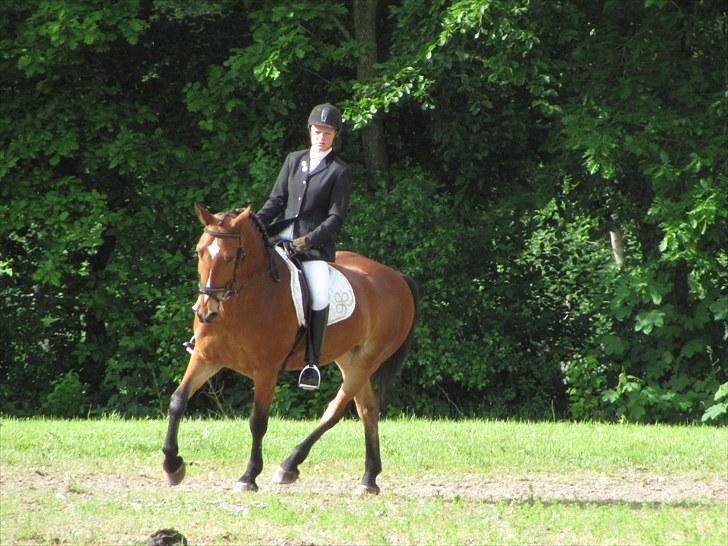 Anden særlig race Valentin af Rosenholm  - Vildbjerg stævne, 13 Juni Foto: Amanda billede 14