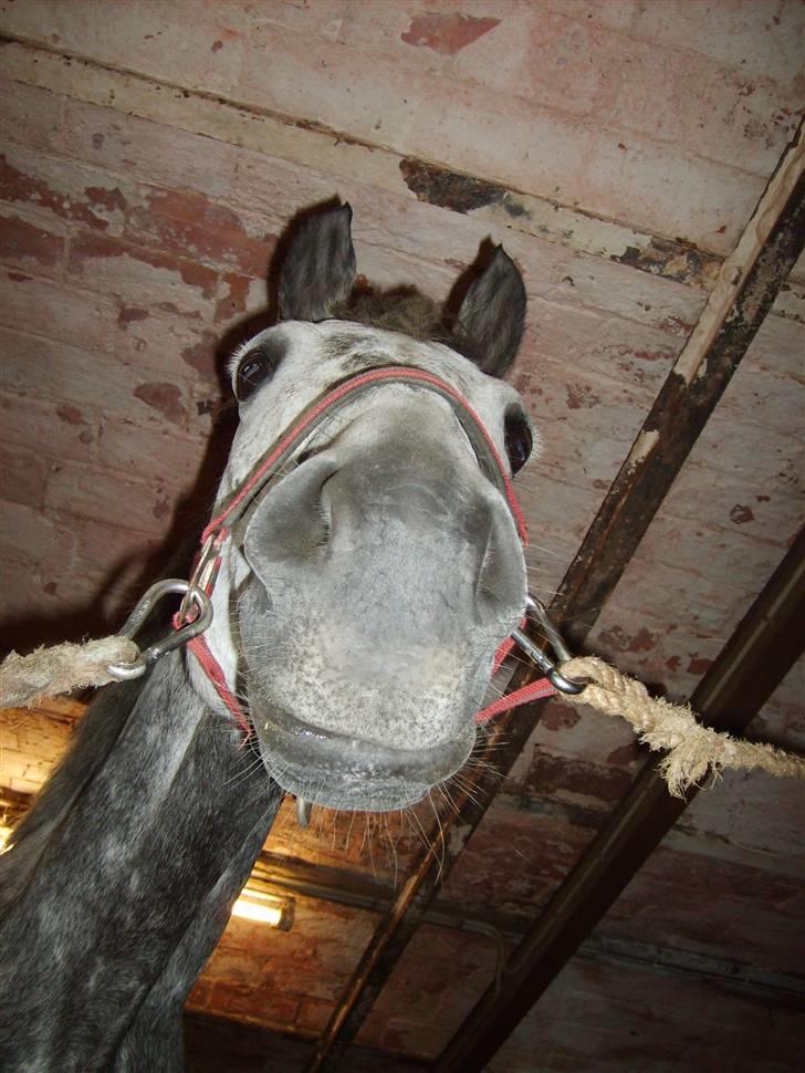 DSP Tino af Rosenholm t.part  - "Heey" - et rigtig giraf billede som min kusine(Sabine) lige fangede! billede 12