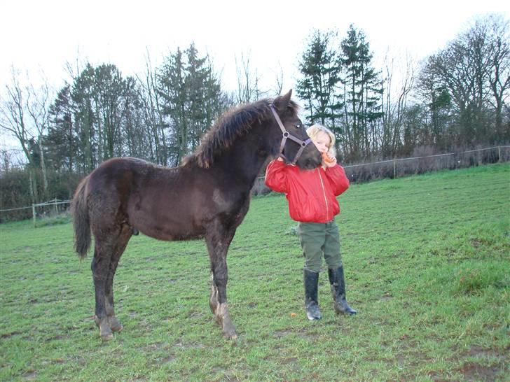 Welsh Pony af Cob-type (sec C) West Side Billy boy *solgt* billede 16