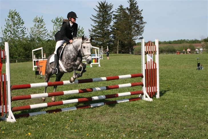 DSP Tino af Rosenholm t.part  - Springderby pinsestævne foto: marianne billede 13