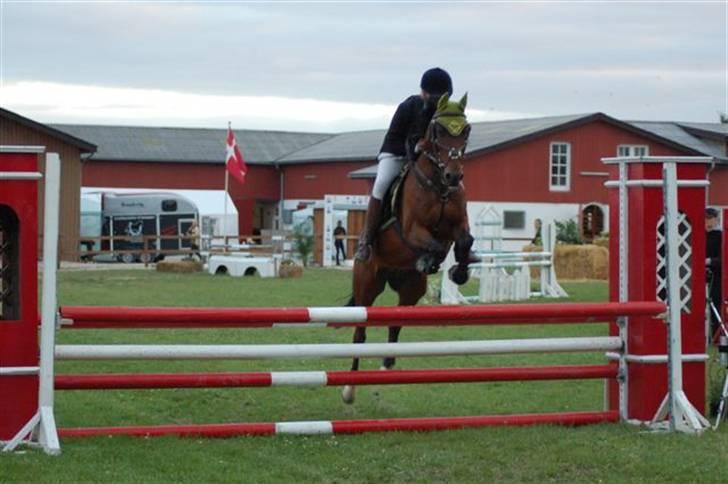 Hollandsk Varmblod Valentino [SOLGT] - SOLR iqen (: la billede 3