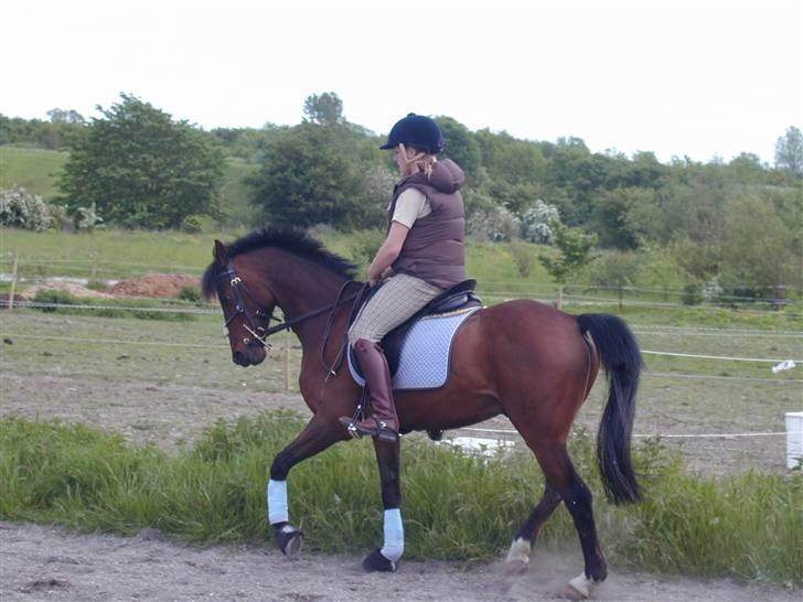 Hollandsk Varmblod Valentino [SOLGT] - Den kan qodt . den har staret en LC1 hvor den blev 4 med 64,58 % ! billede 8