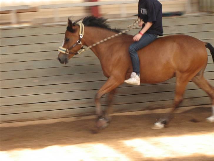 Tysk Sportspony Kong Arthur <3 - 17# Bullerbasse i fuld galop, vi hygger! x) - Fotograf: Anna Skov Larsen billede 17