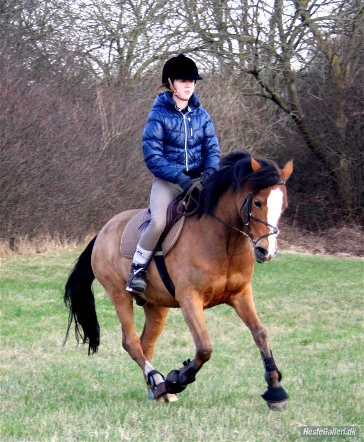 Tysk Sportspony Kong Arthur <3 - 18# Galop ! :D billede 18