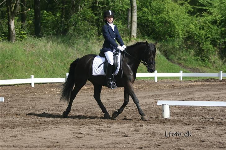 Anden særlig race Mickey - PENSIONERET billede 3