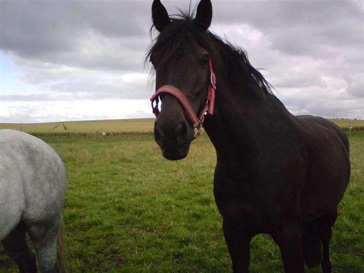 Anden særlig race Mickey - PENSIONERET billede 6