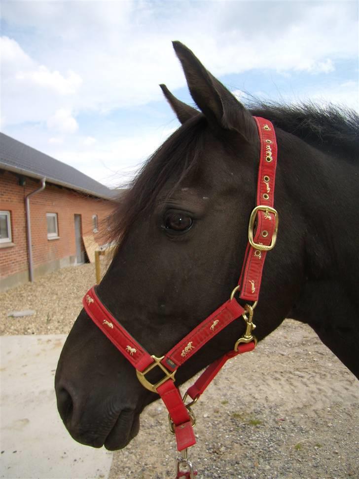 Anden særlig race Mickey - PENSIONERET billede 8