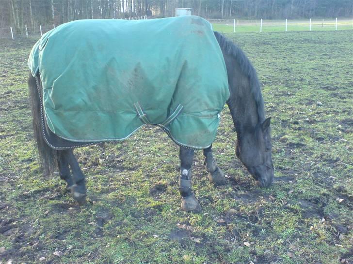 Anden særlig race Mickey - PENSIONERET billede 9