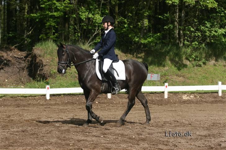Anden særlig race Mickey - PENSIONERET billede 11