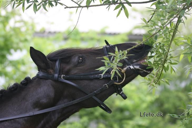 Anden særlig race Mickey - PENSIONERET billede 12