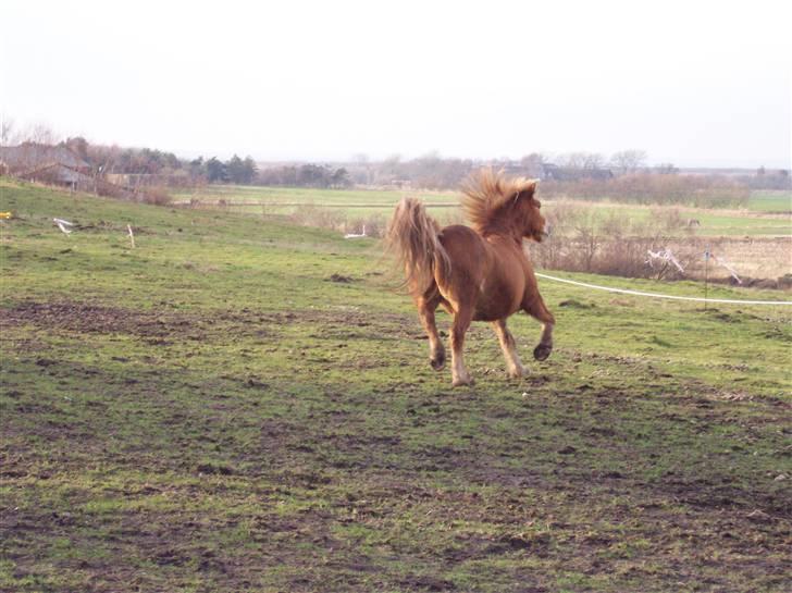 Anden særlig race Filur solgt 2011 - Lidt hingsteT ? <3 billede 6