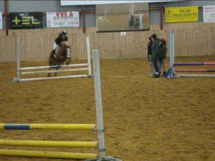 Anden særlig race Filur solgt 2011 - Filurs første vellykkede stævne. Sevel d. 16-01-2010 - LC billede 7