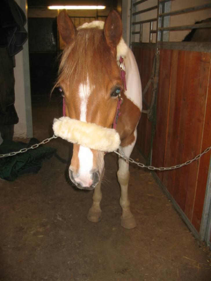 Pinto HOKUSPOKUS - Hokuspokus i stalden. billede 2