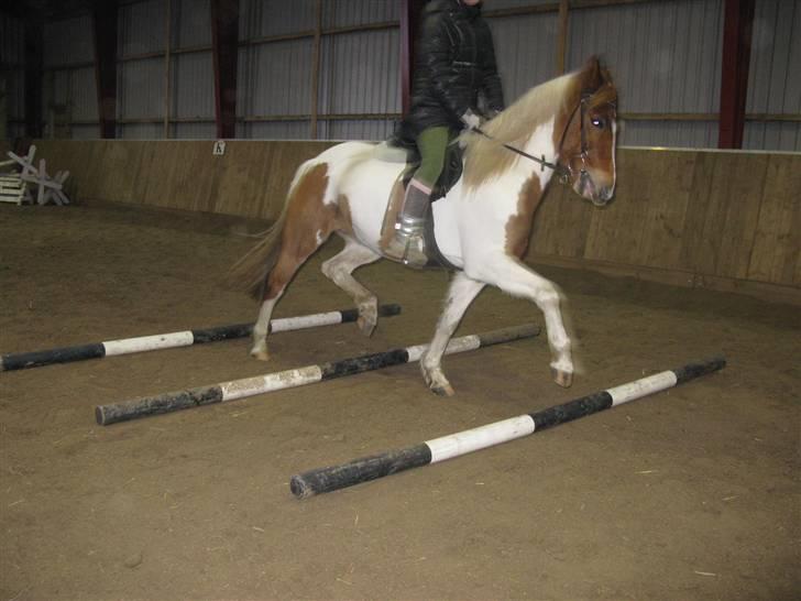 Pinto HOKUSPOKUS - Hokuspokus og jeg - træning herhjemme. billede 3