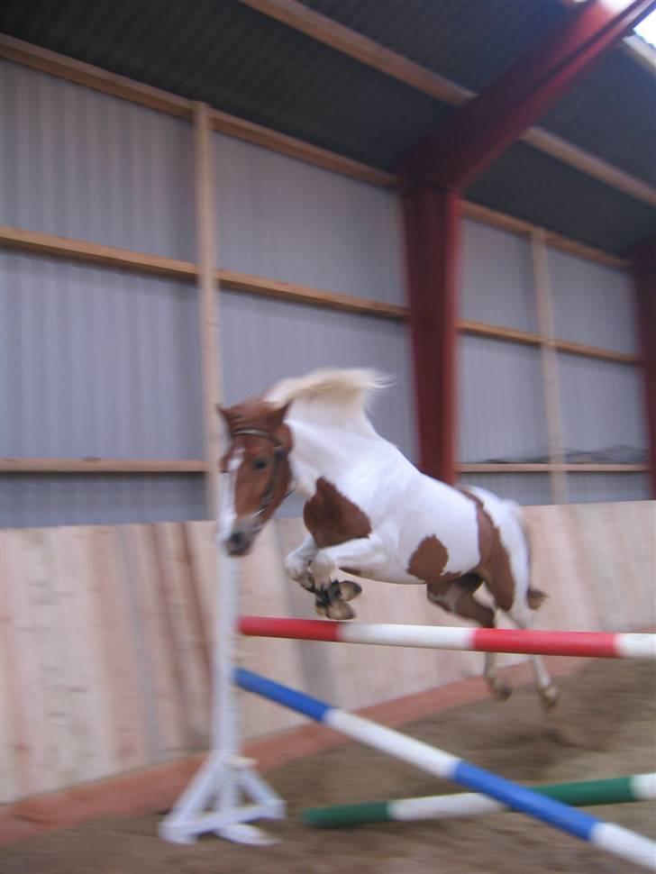 Pinto HOKUSPOKUS - Hokuspokus løsspringer herhjemme. billede 4