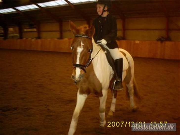 Pinto HOKUSPOKUS - Hokuspokus og jeg - dressurstævne i KOOR billede 5