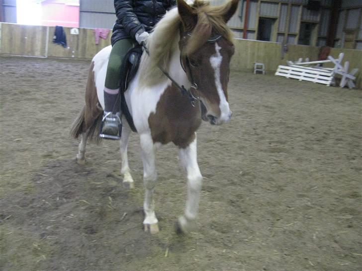 Pinto HOKUSPOKUS - Hokuspokus og jeg - træning herhjemme. billede 7