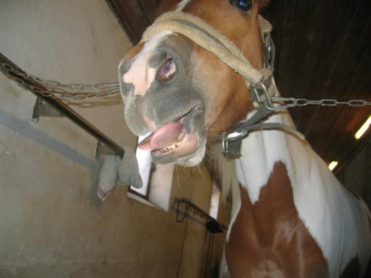 Pinto HOKUSPOKUS - Hokuspokus i stalden, frække pony. billede 8