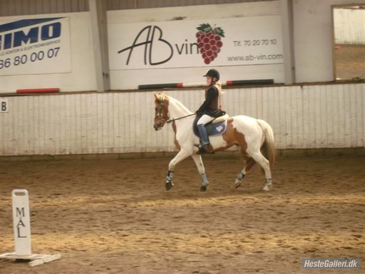 Pinto HOKUSPOKUS - Hokuspokus og jeg - stævne i SIR billede 9