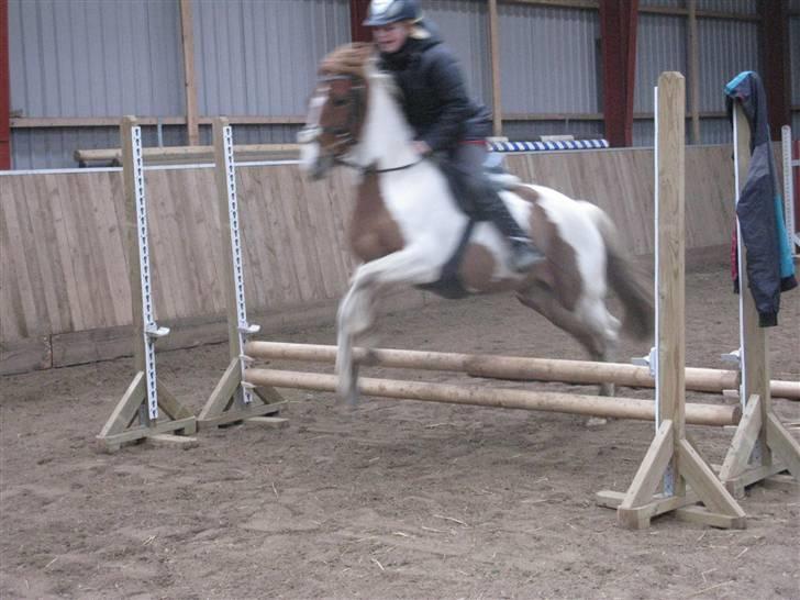 Pinto HOKUSPOKUS - Hokuspokus og jeg - springtræning herhjemme. billede 10