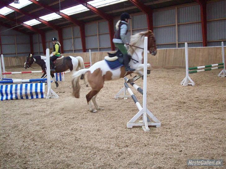 Pinto HOKUSPOKUS - Hokuspokus og jeg - springtræning herhjemme billede 11