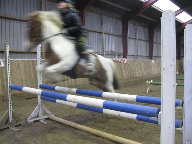 Pinto HOKUSPOKUS - Hokuspokus og jeg - springtræning herhjemme 80 cm. billede 12