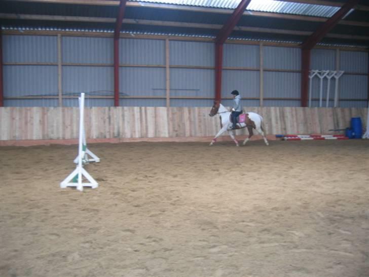 Pinto HOKUSPOKUS - Hokuspokus og jeg - træning herhjemme. billede 15