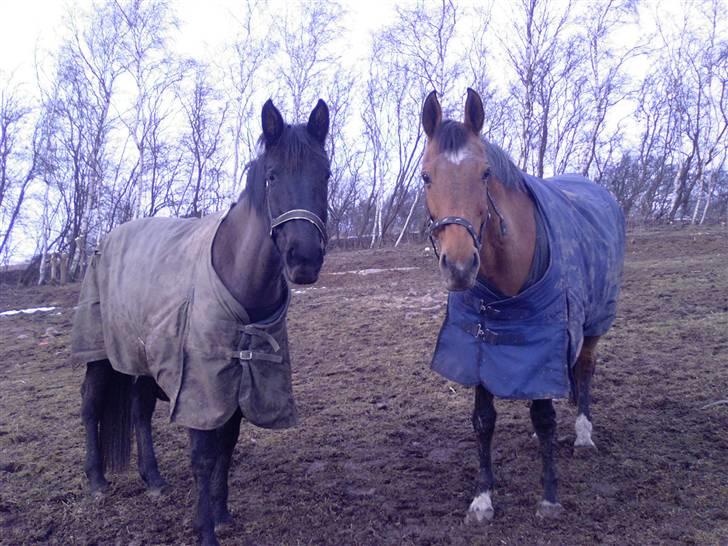 Dansk Varmblod Sognegårdens Valinda billede 9