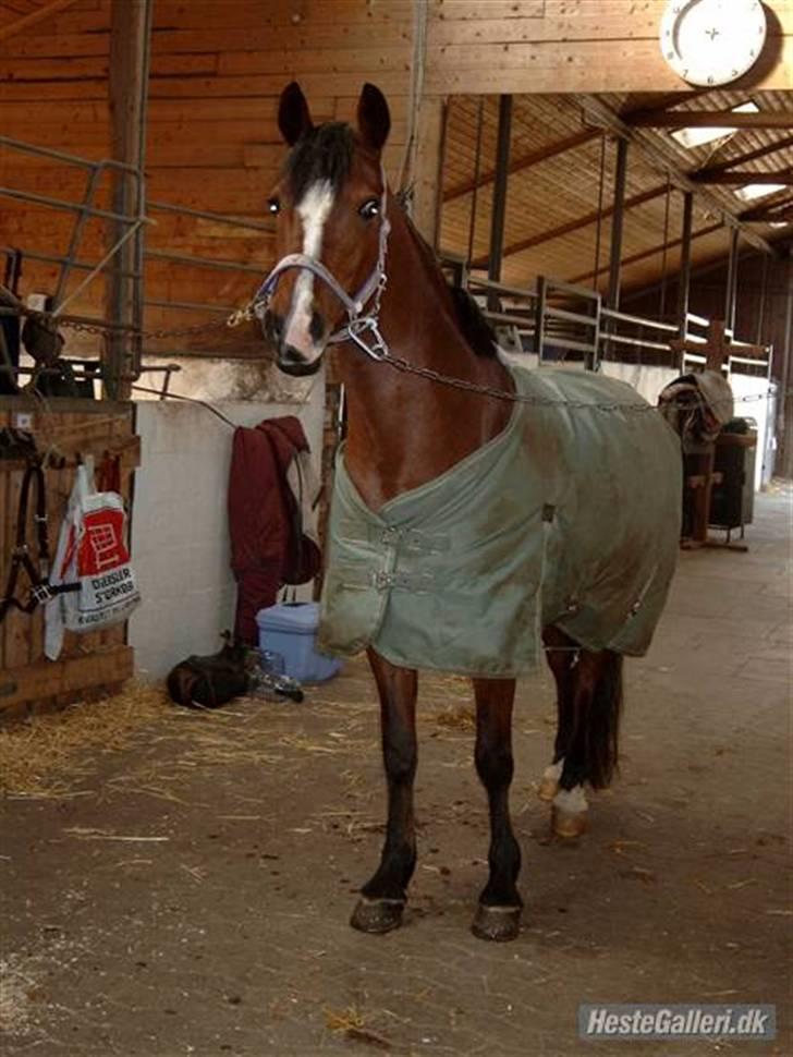 Anden særlig race Nannok billede 4