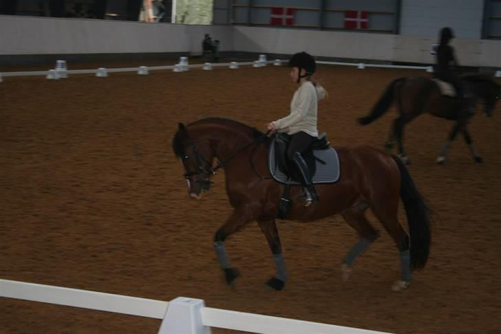 Anden særlig race Nannok billede 5