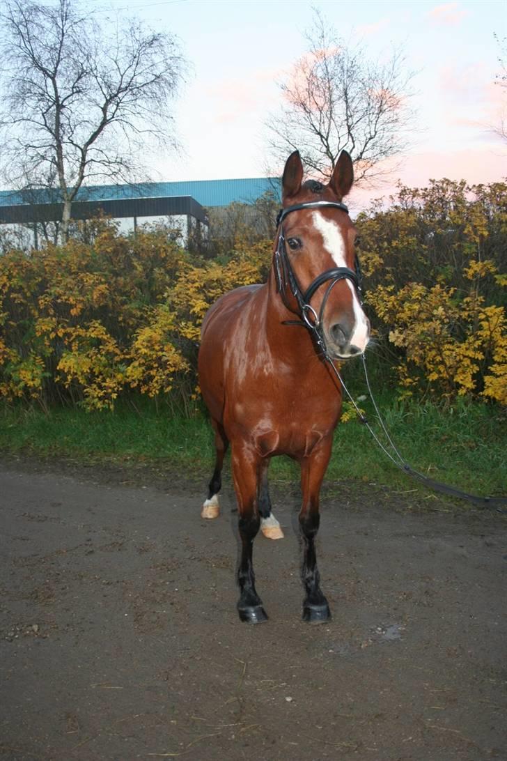 Anden særlig race Nannok - fotogen pony :) billede 10