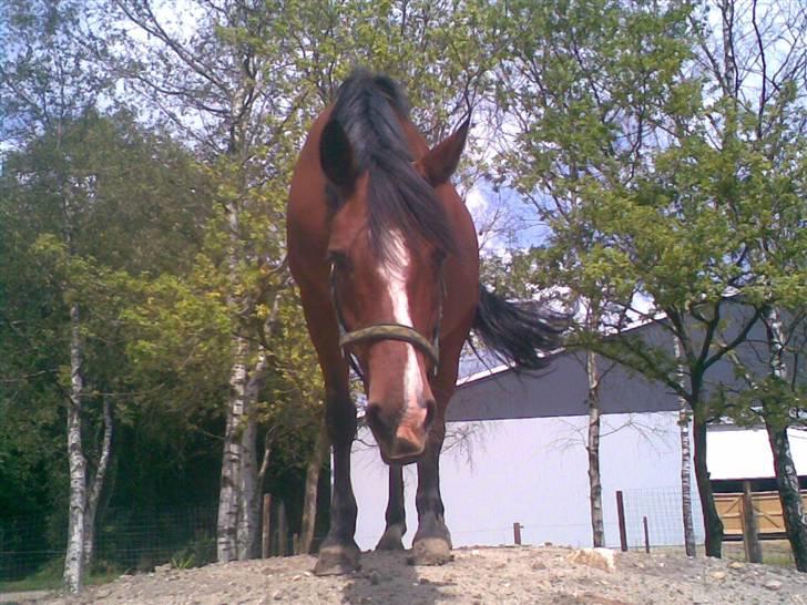 Anden særlig race Nannok - kuk kuk ... hvad laver du ??? billede 11