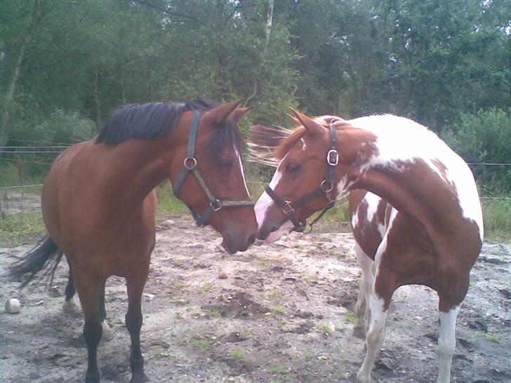 Anden særlig race Nannok - Nannok & zioux :D billede 12