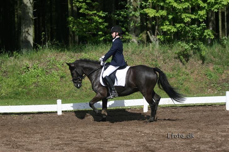 Anden særlig race Mickey - PENSIONERET billede 14